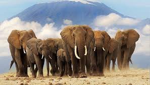 فیل بزرگترین حیوان نام برده شده در قرآن